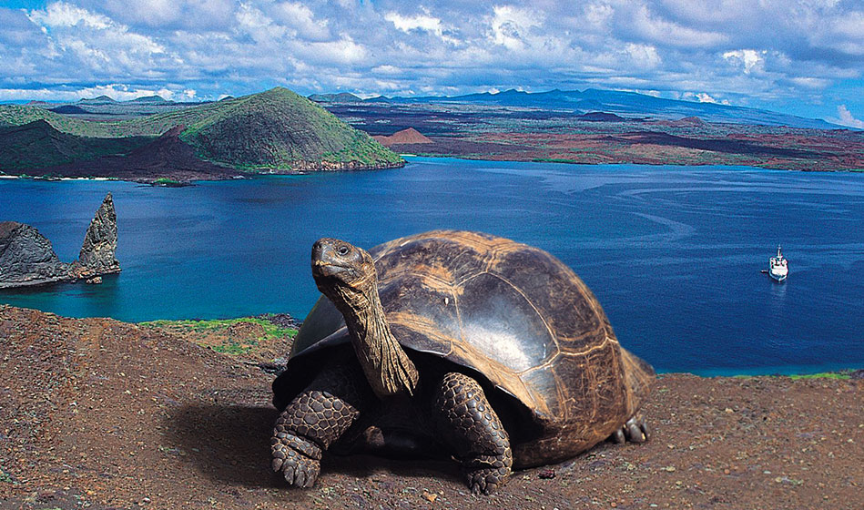 Галапагосские острова как переводится с испанского. Эквадор Галапагосские острова. Галапагосские острова черепахи. Национальный парк «Галапагосские острова». Галапагос — Эквадор черепахи.